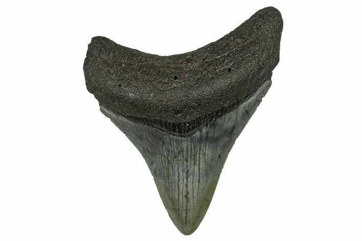 Juvenile Megalodon Tooth - South Carolina #368688